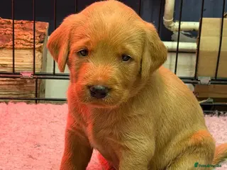Labradoodle dogs 2 gorge fox red labradoodle x Labrador pups - Advert 2