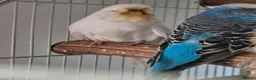 Budgerigars birds for sale: Adult Male & Female Exhibition Budgies - Advert 3
