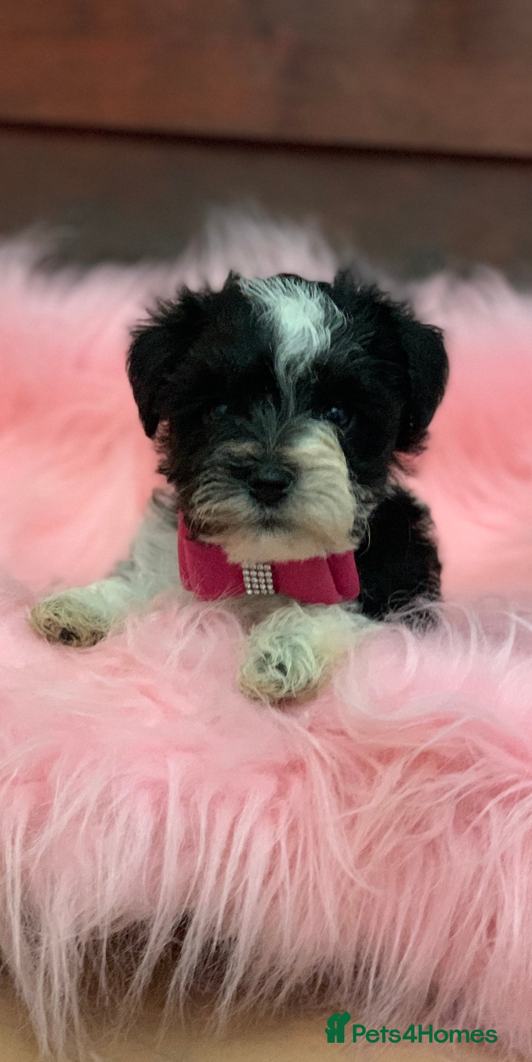 Miniature Schnauzer dogs for sale: 5* LICENSED - KC MINI (TOY) SCHNAUZER CHOCOLATE  - Advert 34