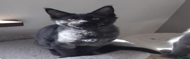 Maine Coon 2