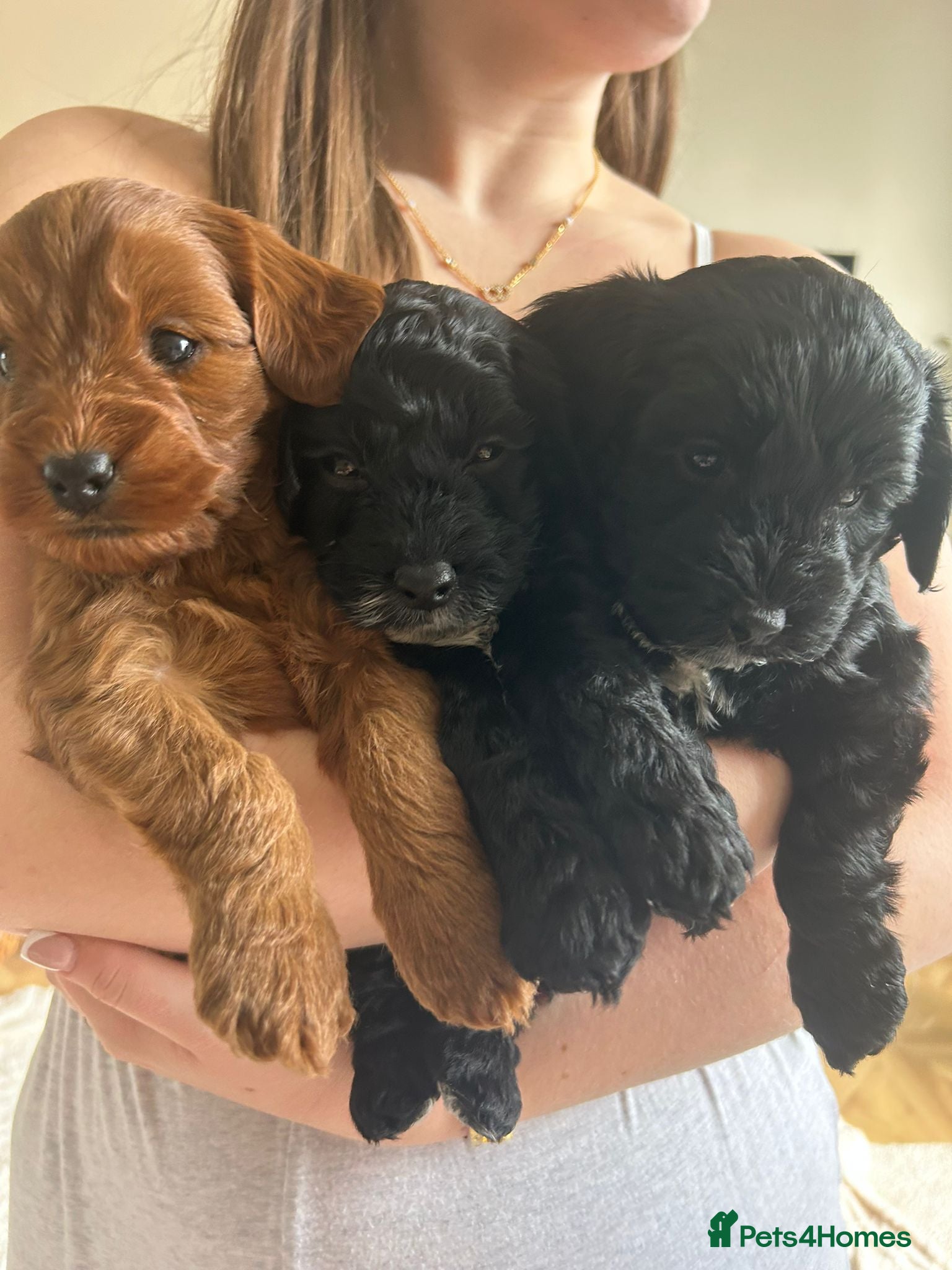 Cockapoo dogs Beautiful Cockapoo Puppies  - Advert 1