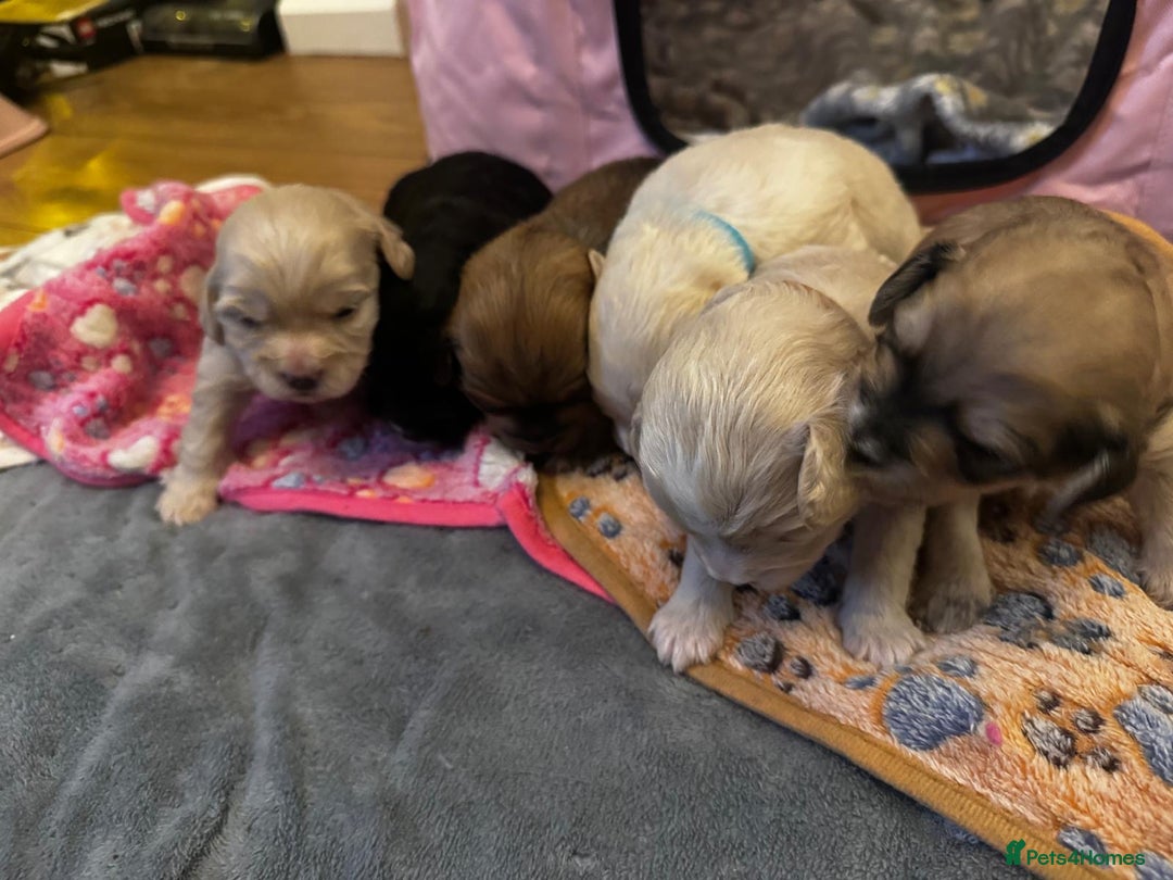 Mixed Breed dogs for sale: ✨Adorable Cockapompoo Puppies✨ - Advert 12
