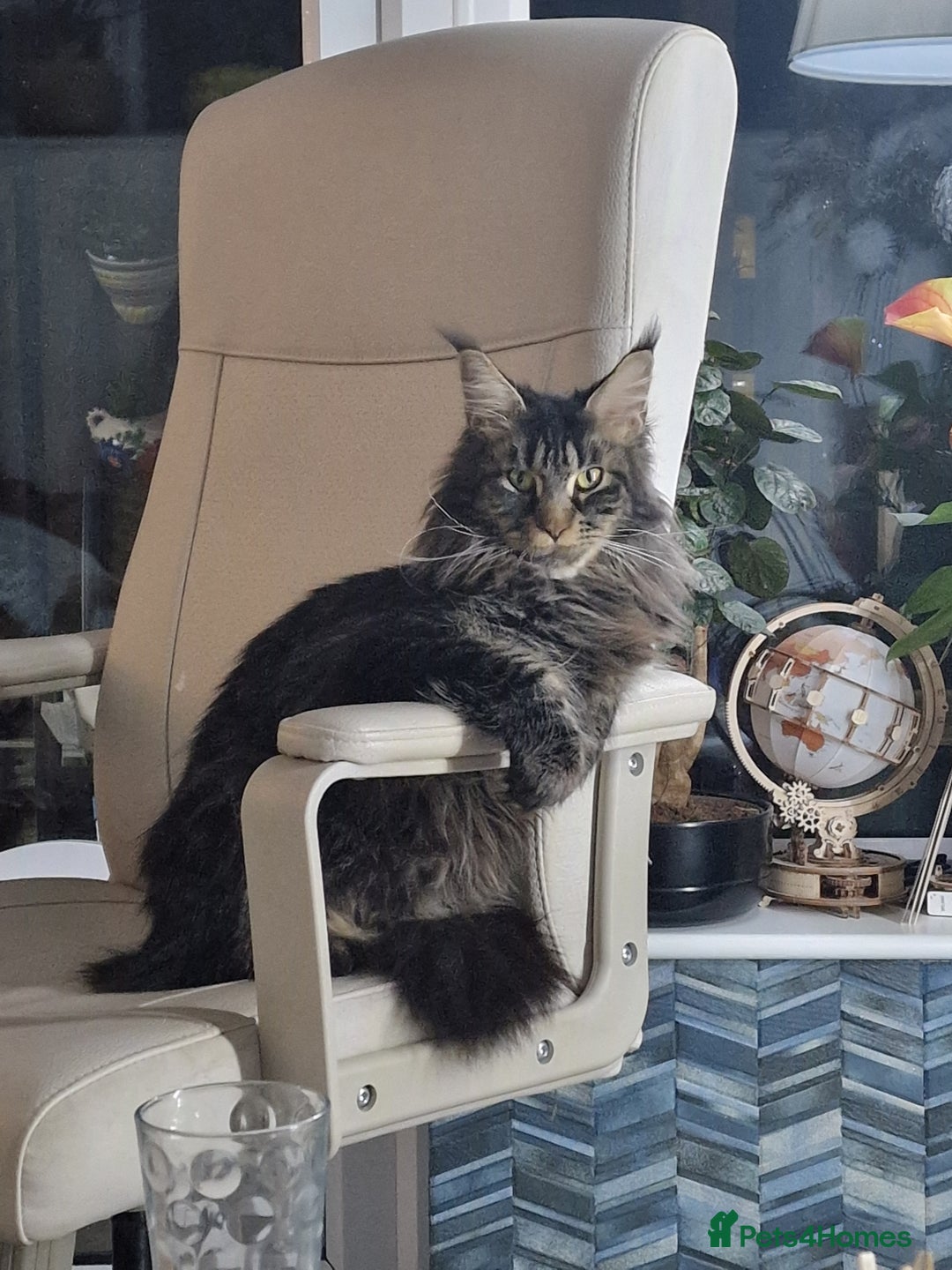 Maine Coon cats for sale: 4 x large bundles of fun - Image 22