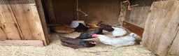 Chickens poultry for sale: Point of Lay Purebred Pullets - Advert 2