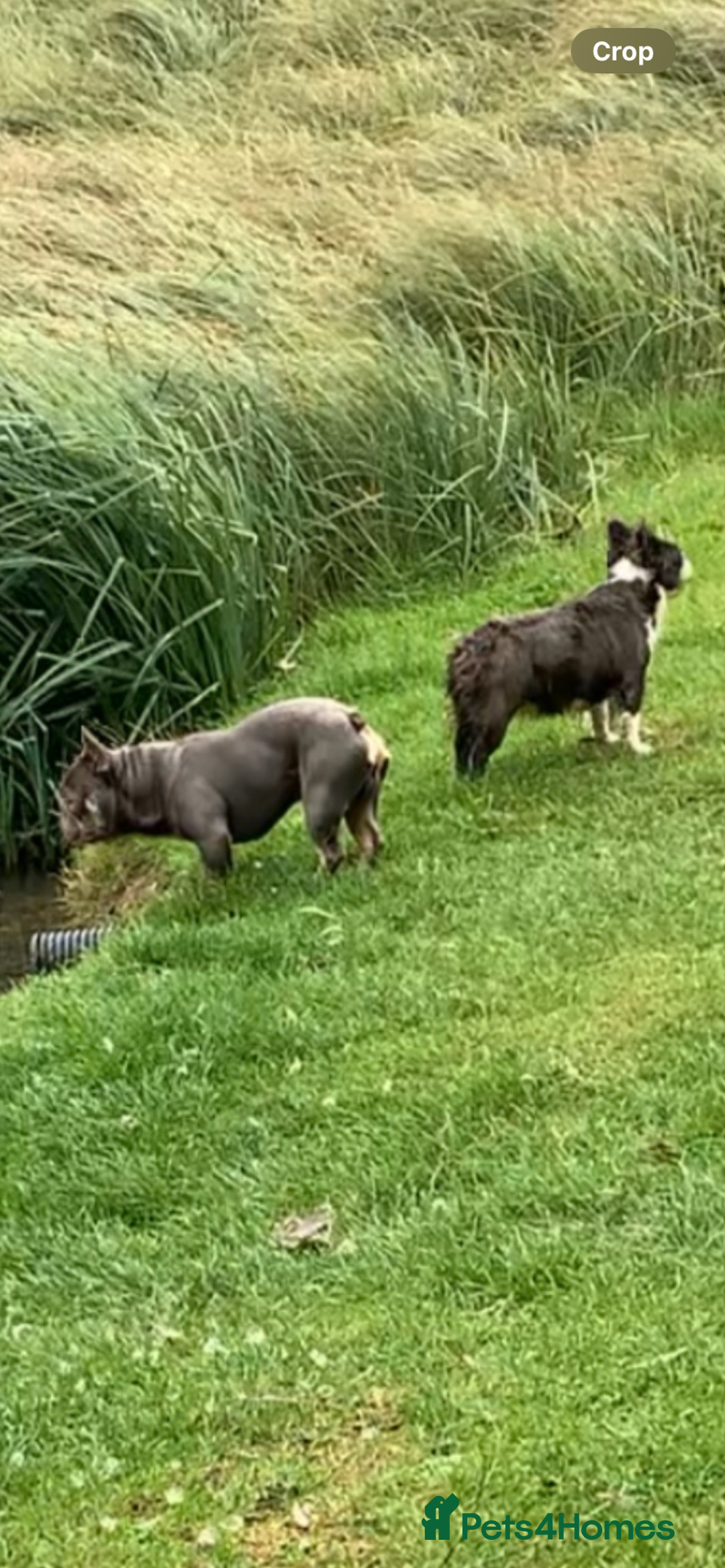 French Bulldog dogs for sale: Fluffy French bulldog newshade Isabella  - Advert 14