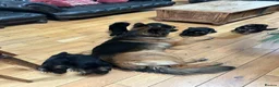 German Shepherd dogs for sale: Outstanding KC Registered German Shepherd Puppies - Advert 20