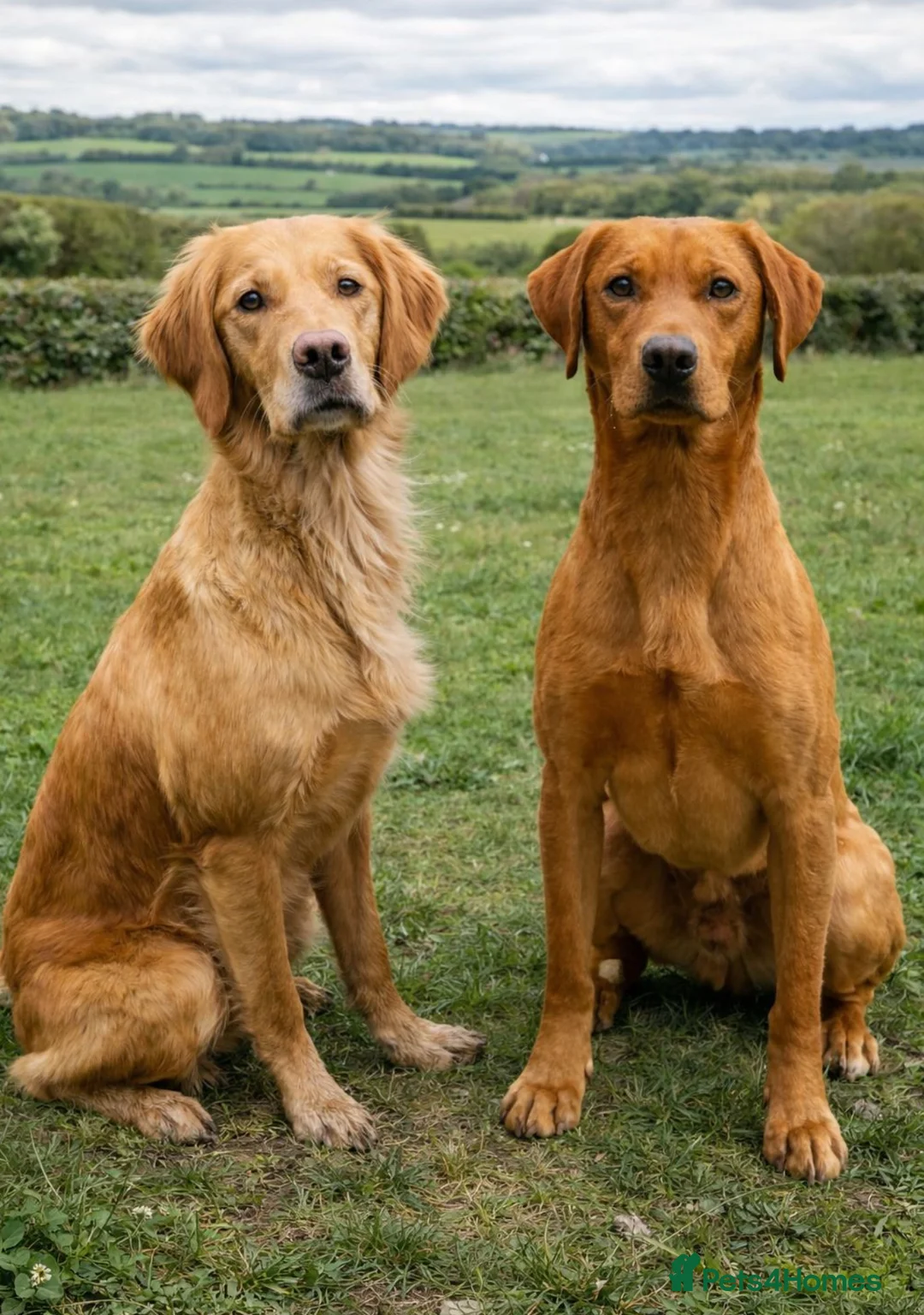 Goldador dogs for sale: The sweetest companions - Advert 2