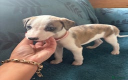 Whippet dogs for sale: 8 WHIPPET PUPPIES   - Image 6