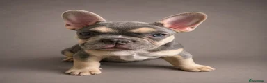 Red Collar Boy - Lilac & Tan