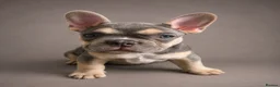 French Bulldog dogs for sale: 🌟Last 4 Exceptional French Bulldogs- Ready Now!🐾 - Advert 21