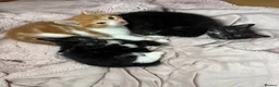 Mixed Breed cats for sale: Female kitten ready to go  - Advert 5