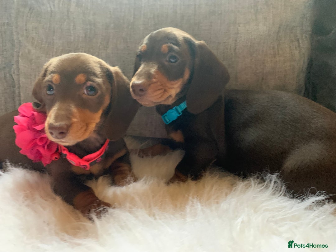 Miniature Dachshund dogs for sale: Minature Dashound boy&girl Ready Now - Image 9