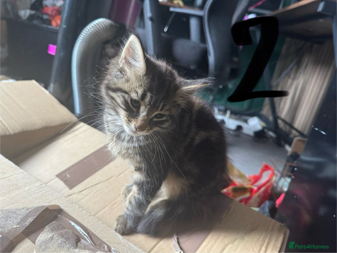 British Longhair cats for sale: 3 kittens ready for forever homes  - Image 13