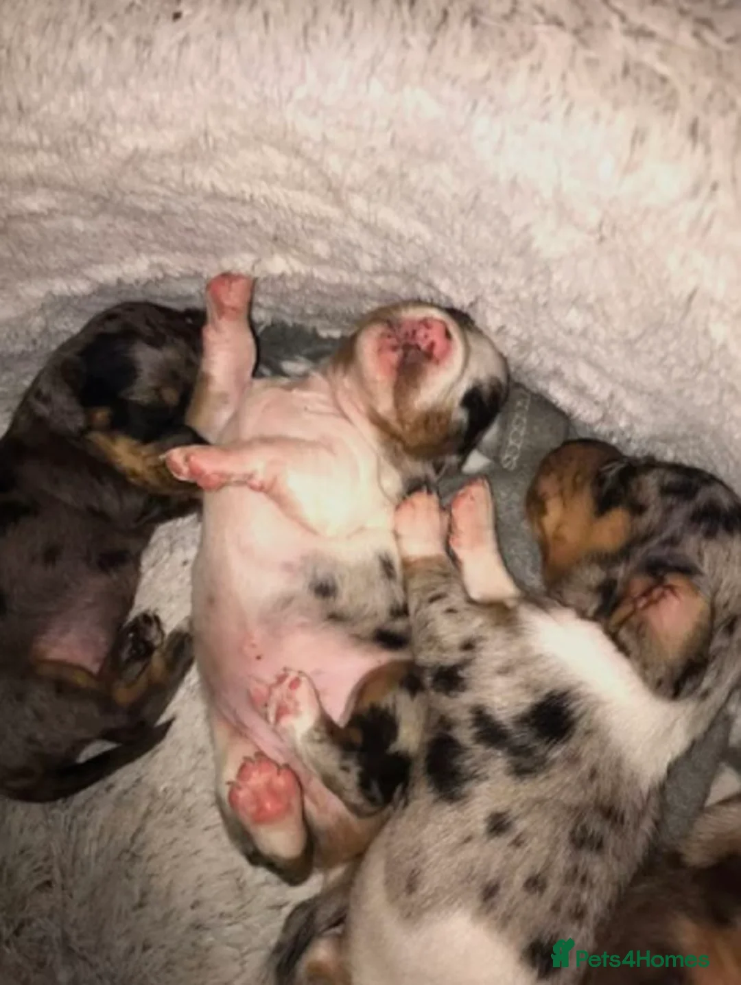 Miniature Dachshund dogs for sale: Adorable Miniature Dachshund Puppies in West Bromwich - Advert 10