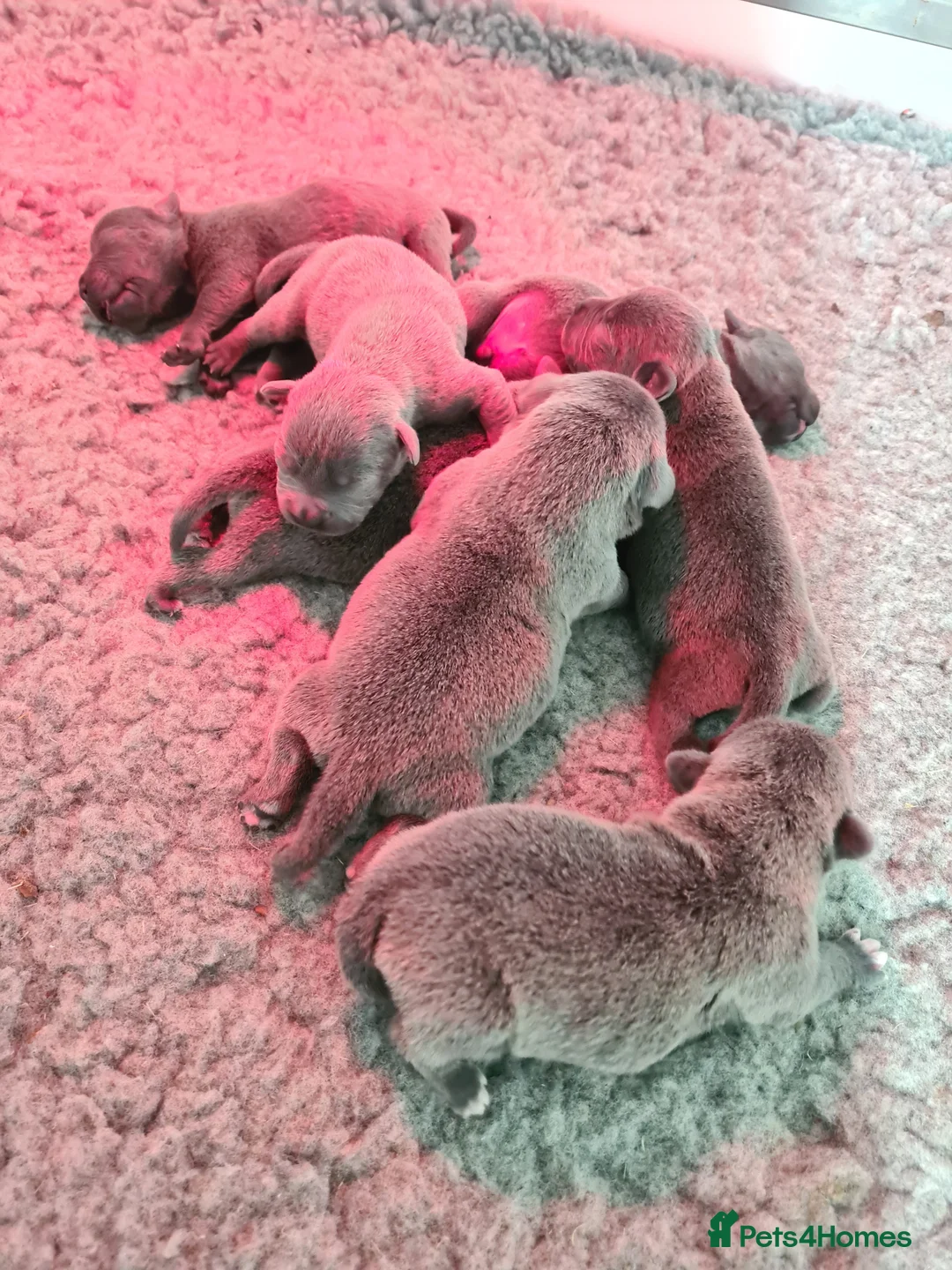 Staffordshire Bull Terrier dogs for sale: Blue KC staffys - Advert 1