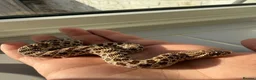 Snake reptiles for sale: Young hognose het lavender  - Advert 3