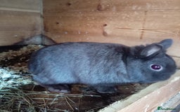 Netherland Dwarf rabbits for sale: Netherland dwarf females and males - Image 6