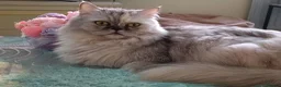 Persian cats for sale: Beautiful white and grey Persian  - Advert 2
