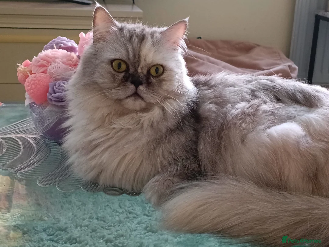 Persian cats for sale: Beautiful white and grey Persian  - Advert 2