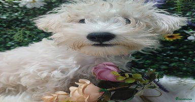 Mixed Breed dogs - Advert 3