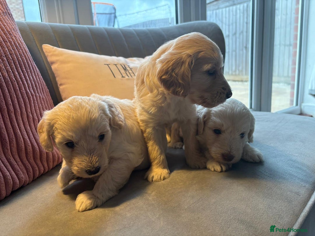 Labradoodle dogs for sale: Labradoodle puppies x 3 girls left ❤️ - Advert 2