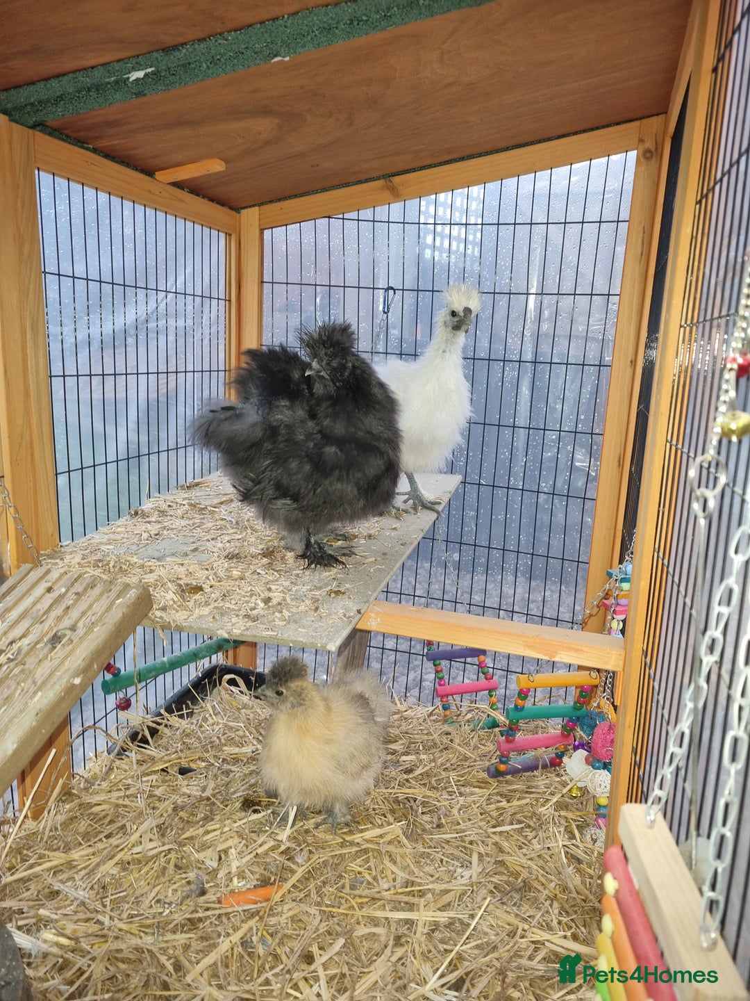 Chickens poultry for sale: Silkie/bantam  - Advert 5