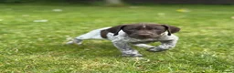 German Shorthaired Pointer dogs for sale: ONLY 1 🐾KC Registered German Shorthaired Pointers - Advert 3