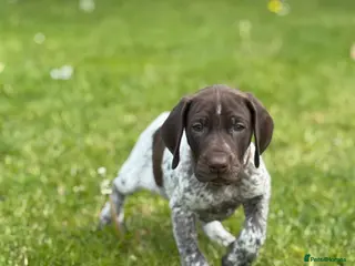 German Shorthaired Pointer dogs LAST GERMAN POINTER PUP ⭐️DEPOSIT SECURES⭐️ - Advert 2
