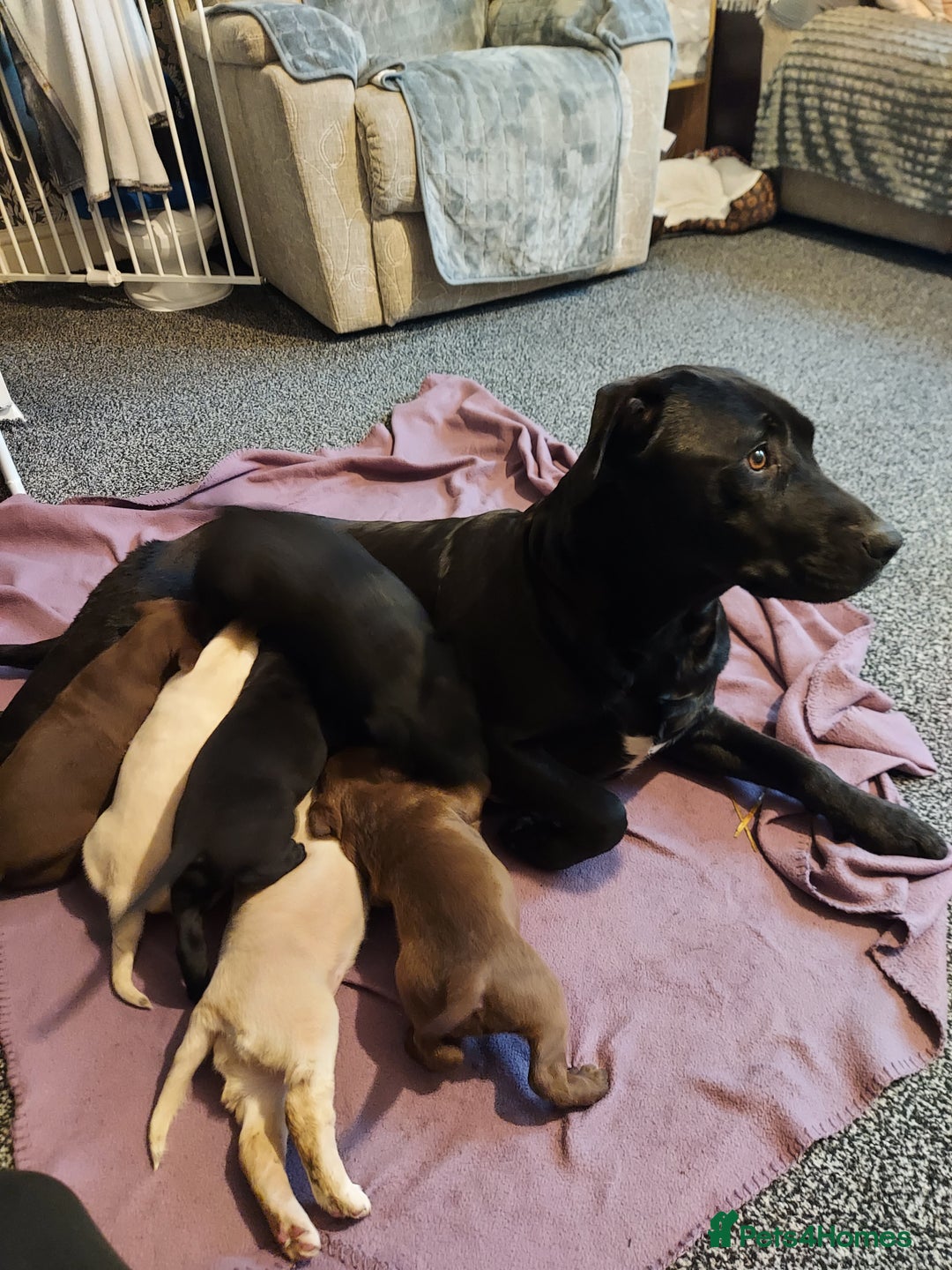 Mixed Breed dogs for sale: Mixed labrador  - Advert 1