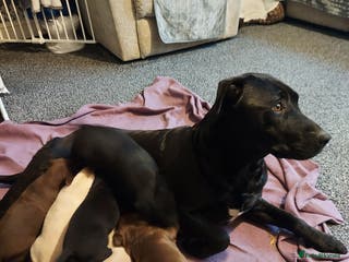 Mixed Breed dogs Mixed labrador - Advert 1