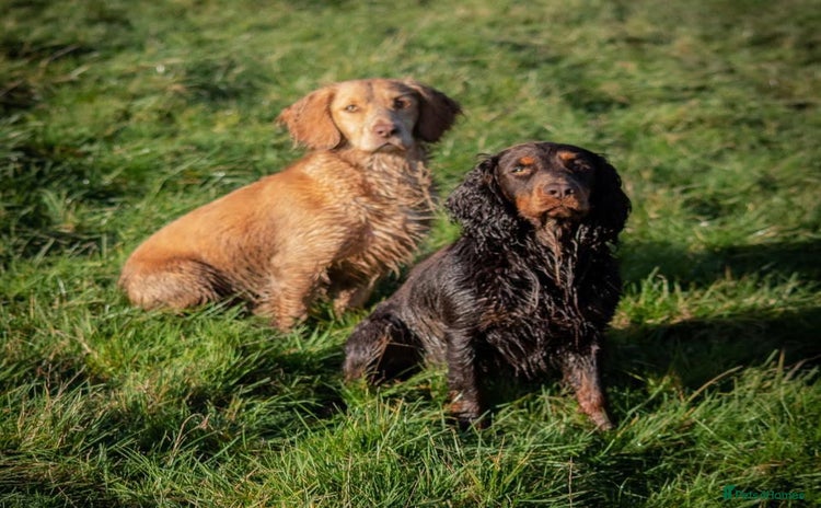 Cocker Spaniel dogs - Advert 16