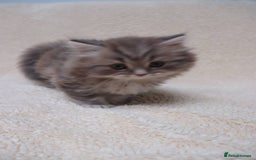 British Shorthair cats for sale: Champion Bloodlines BSH kittens  - Image 35