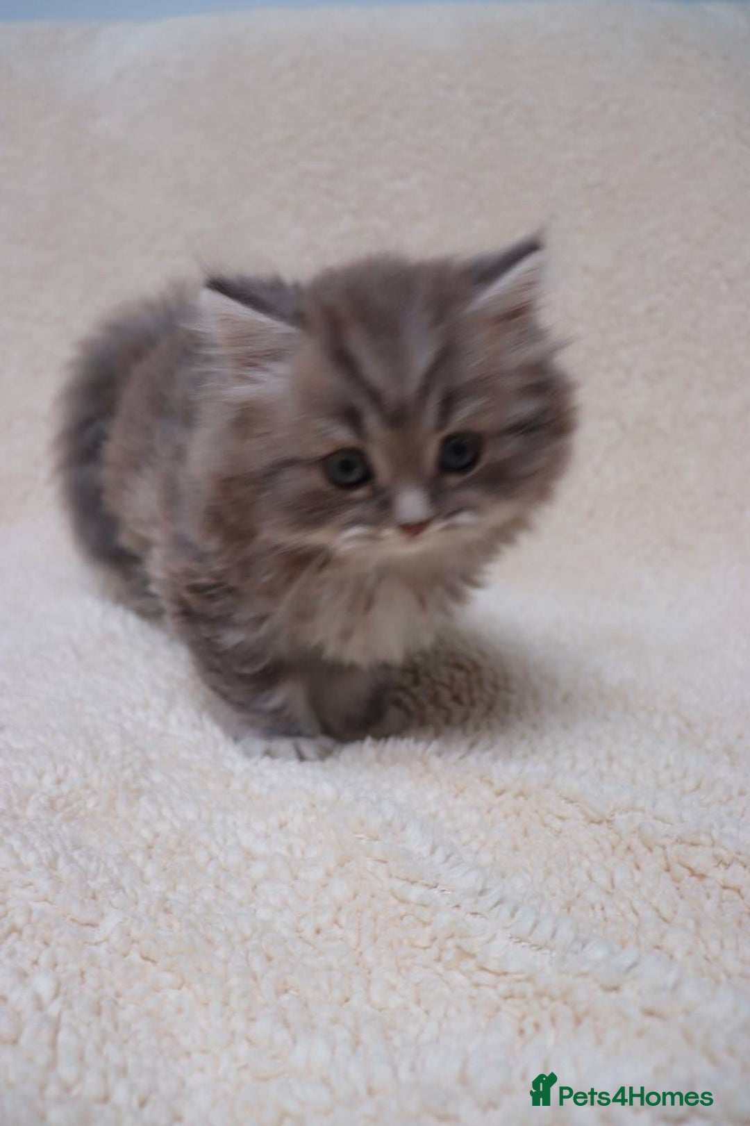 British Shorthair cats for sale: Champion Bloodlines BSH kittens  - Image 35