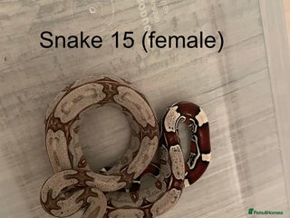 Boa Snake reptiles - Advert 4