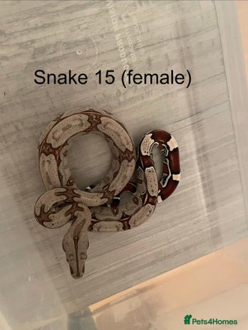 Boa Snake reptiles - Advert 2
