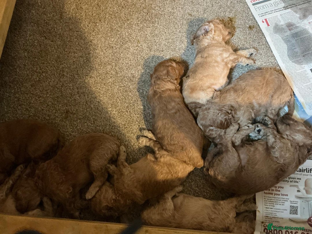 Labradoodle dogs for sale: Miniature labradoodle hypoallergenic  - Image 5