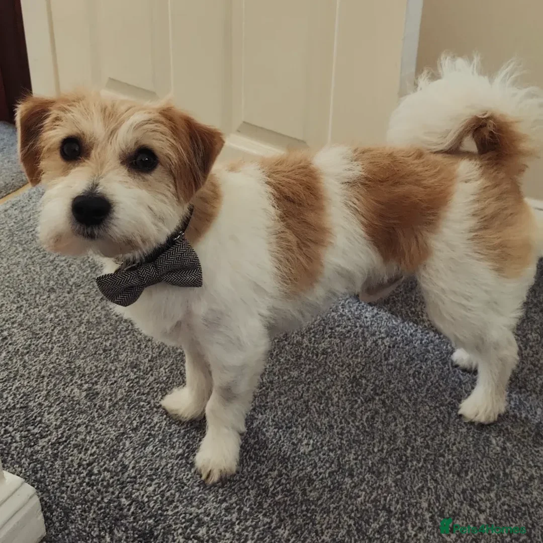 Mixed Breed dogs for sale: New loving home needed for 3y/o jack Russel cross - Advert 6