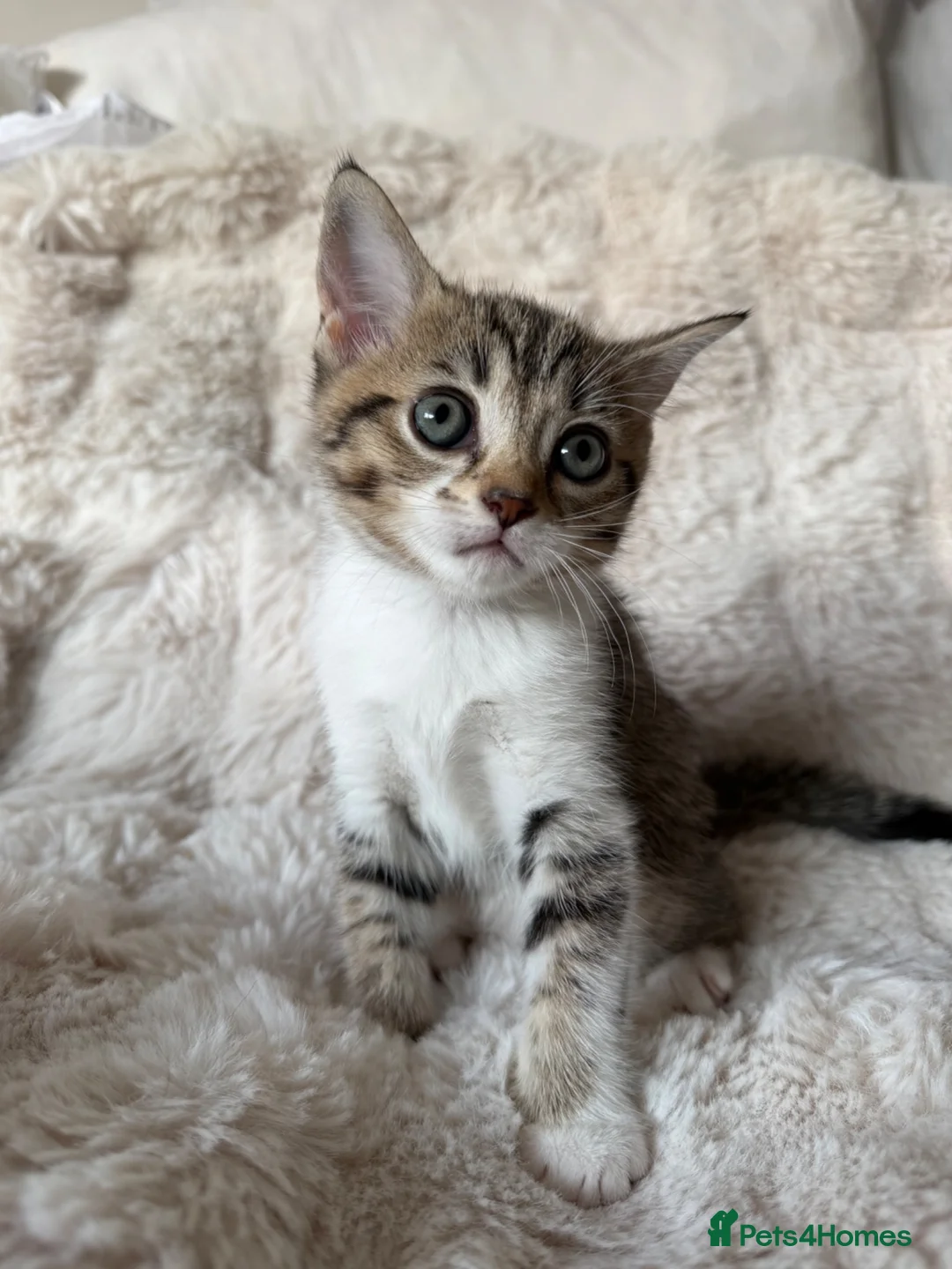 British Shorthair cats for sale: Adorable British Shorthair Cross Kitten. - Advert 6