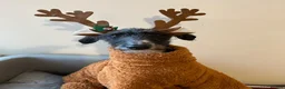Mixed Breed dogs for sale: Lurcher (Saluki x Bedlington/Whippet) 3 years  - Advert 4