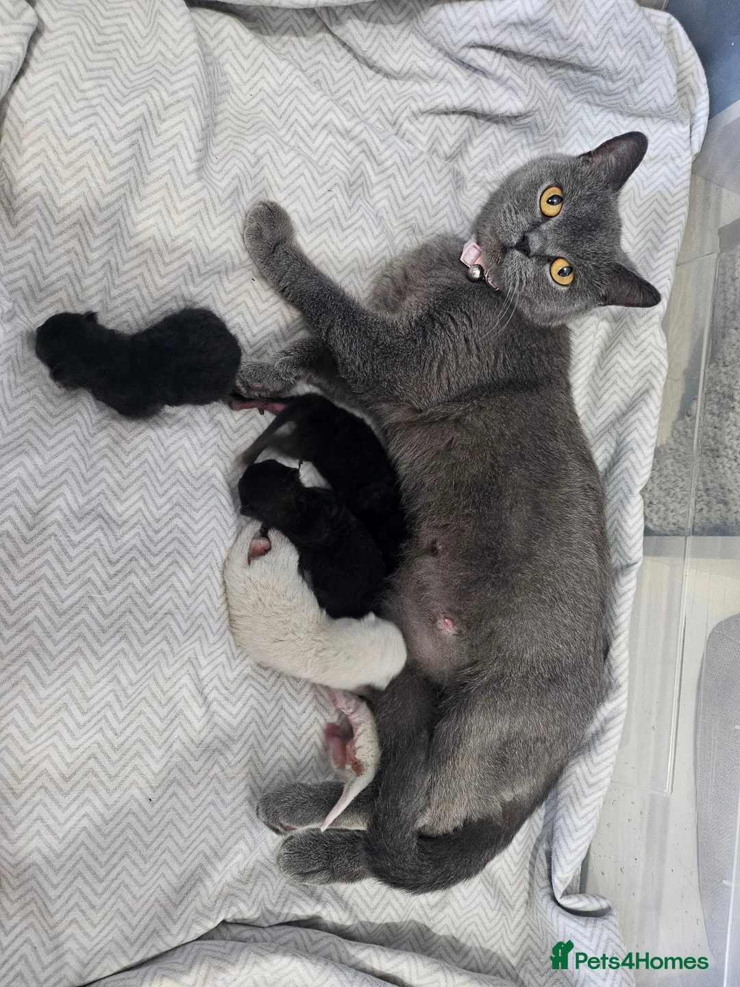 British Shorthair cats for sale: British short hair kittens  in Nottingham - Advert 3