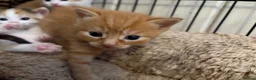 Mixed Breed cats for sale: Ginger boy kitten  - Advert 3
