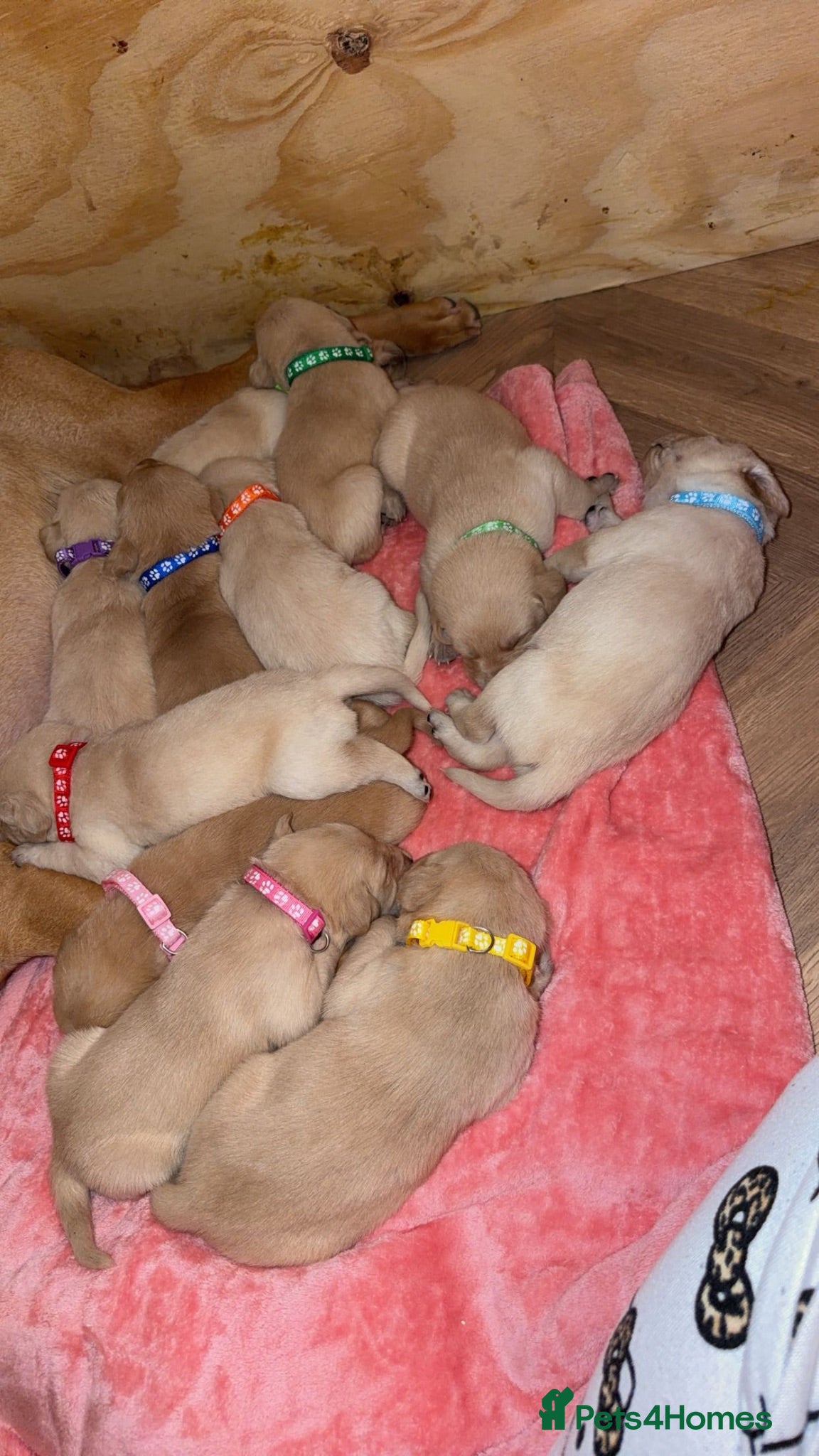 Goldador dogs 🐾 Stunning Goldador Puppies 🐾 - Advert 1