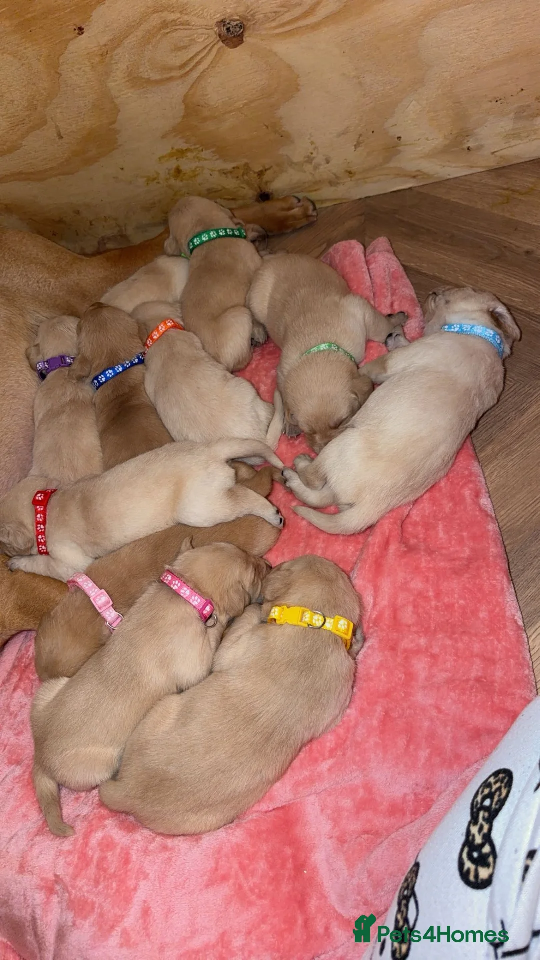 Goldador dogs for sale: 🐾 Stunning Goldador Puppies 🐾 - Advert 1