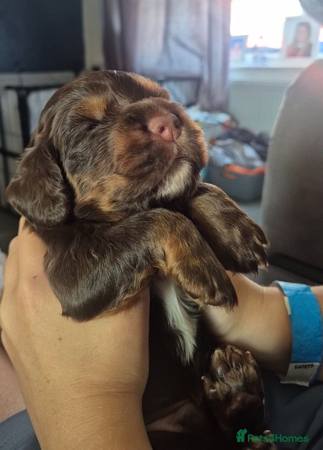 Cocker Spaniel dogs KC chocolate and tan working cocker spaniel - Advert 1