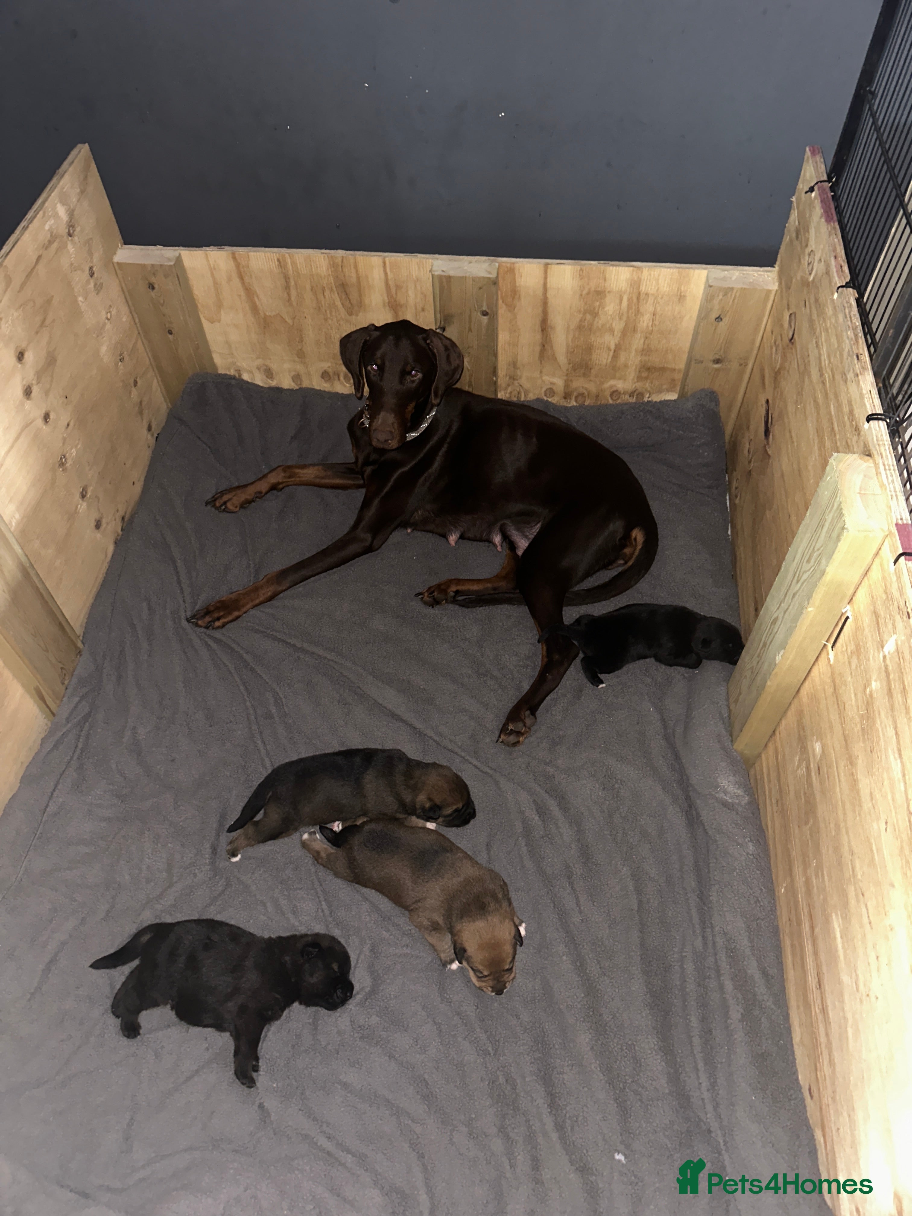 Mixed Breed dogs Doberman x American akita - Advert 10