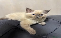 Ragdoll cats for sale: Beautiful bluepoint ragdoll  - Image 2