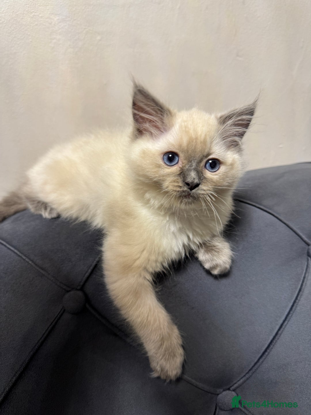 Ragdoll cats for sale: Beautiful bluepoint ragdoll  - Image 2