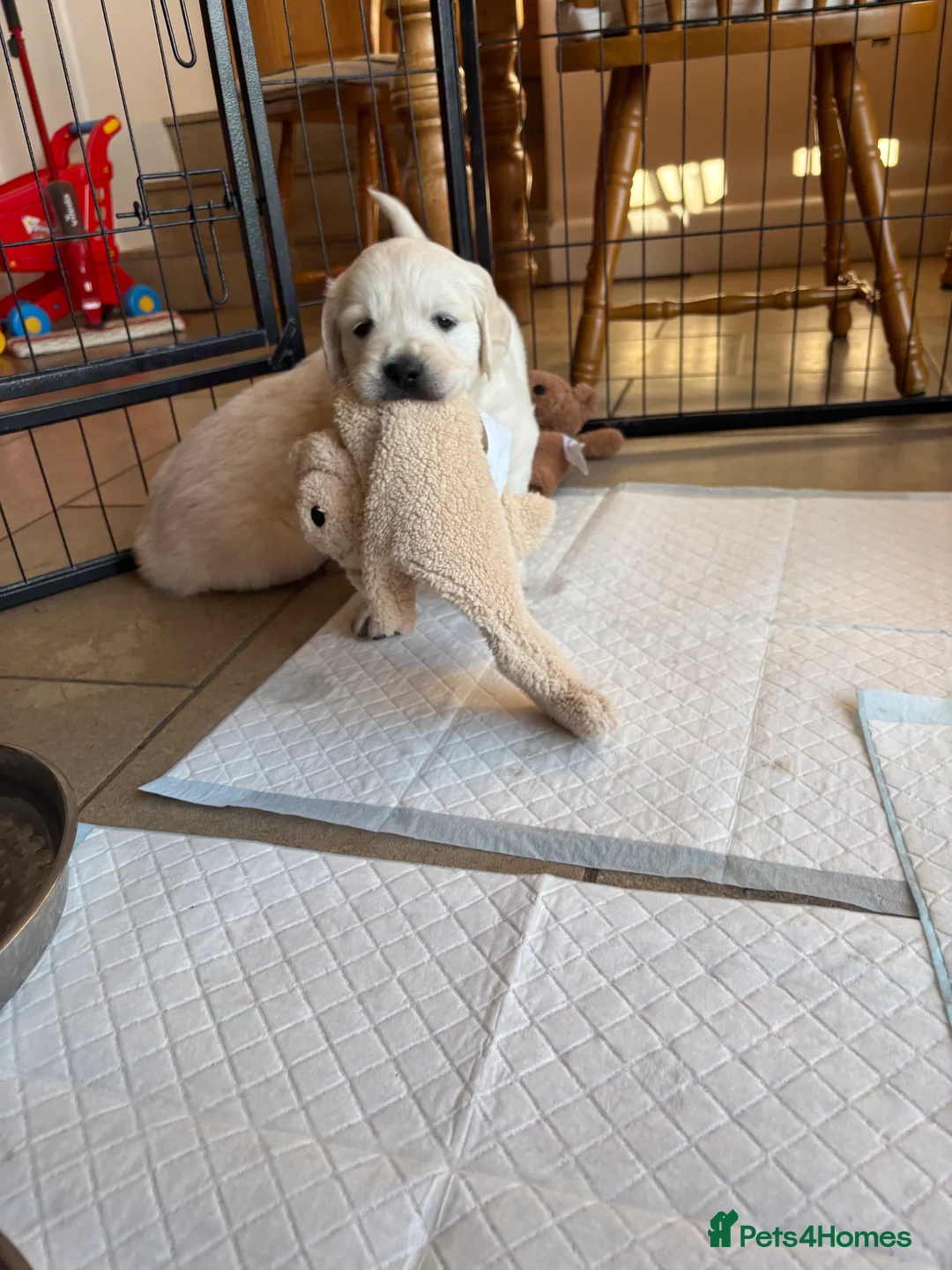 Golden Retriever dogs for sale: Ready this weekend last boy puppy looking for home - Advert 2