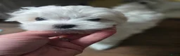 Maltese dogs for sale: Stunning Maltese puppies  in Chelmsford - Advert 6