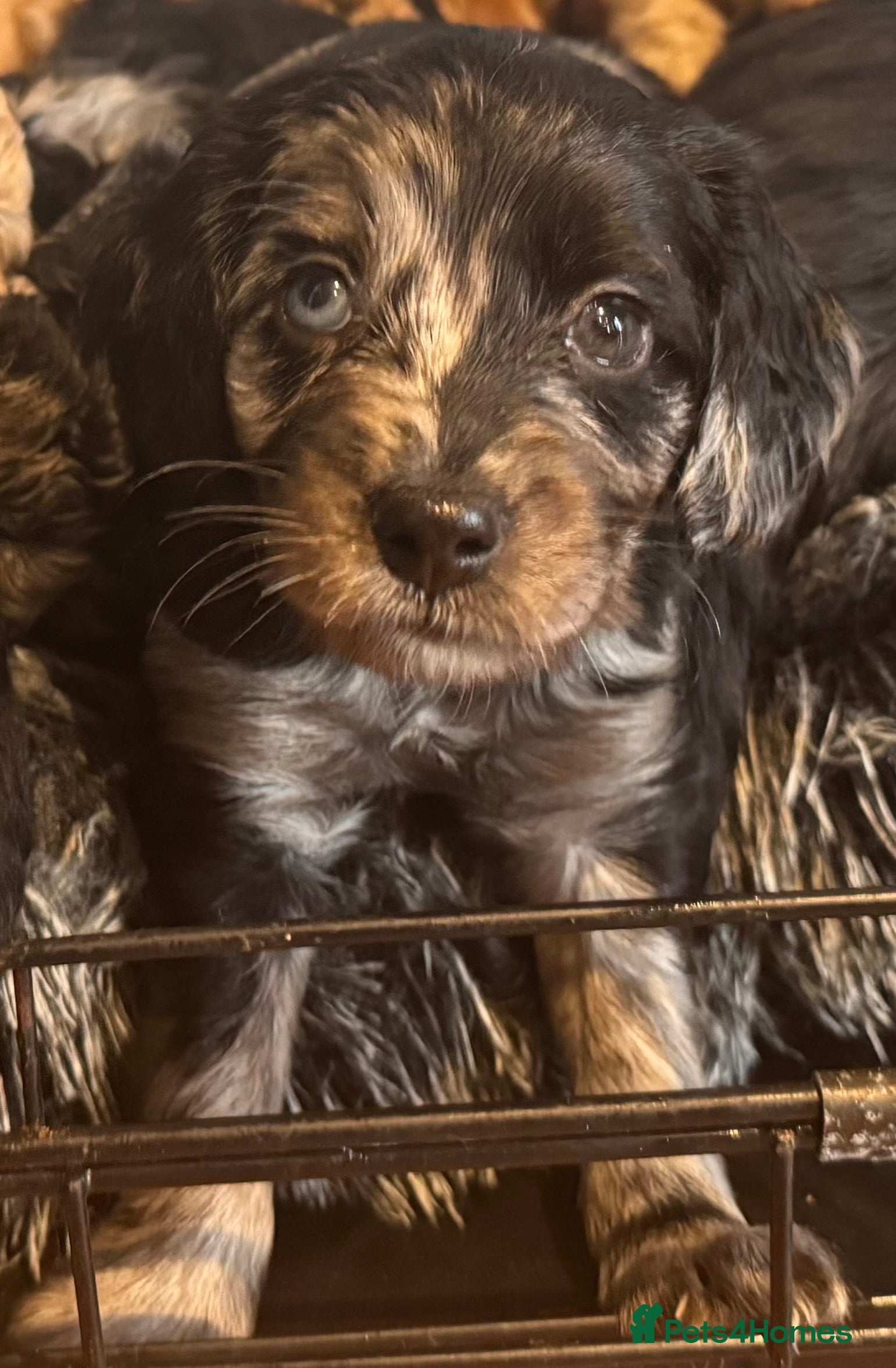 Cockapoo dogs Adorable cockapoos. Parents genetically tested.  - Advert 16